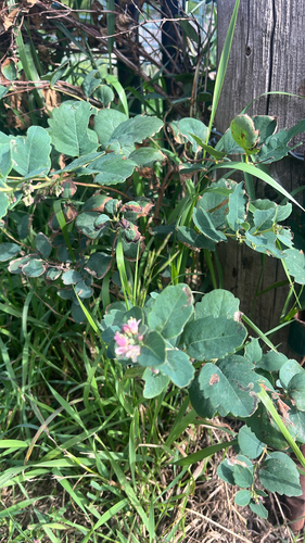 Western Snowberry