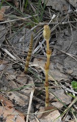 Equisetum pratense image