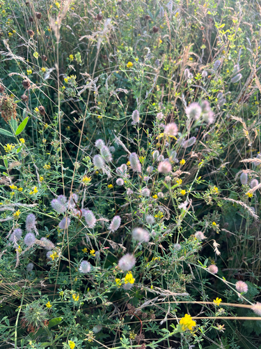 rabbitfoot clover