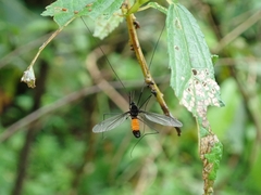 Tipula holoserica