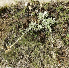 Pseudognaphalium undulatum