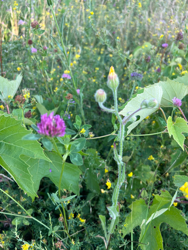Red Clover