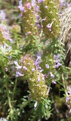 Coris monspeliensis, photograph (c) Lídia Carrera, some rights reserved (CC BY)