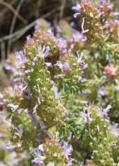 Coris monspeliensis, photograph (c) Lídia Carrera, some rights reserved (CC BY)