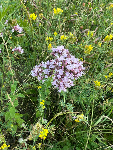 Oregano