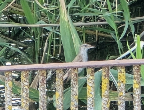 Great Reed Warbler