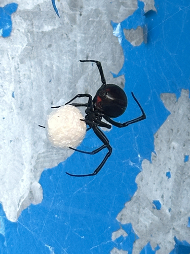 Western Black Widow
