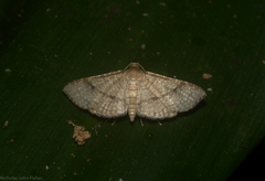 Addaea subtessellata