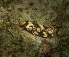 Barea euprepes