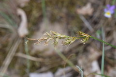 (c) Grzegorz Grzejszczak, some rights reserved (CC BY-SA) Carex colchica, photograph (c) Grzegorz Grzejszczak, some rights reserved (CC BY-SA)