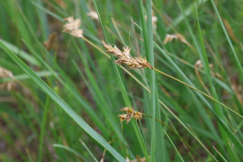 Carex colchica, photograph 2