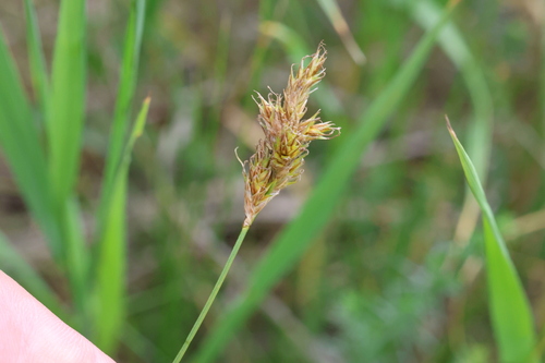 Carex colchica