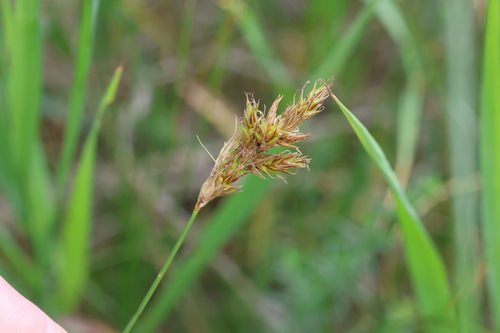 Carex colchica, photograph 3
