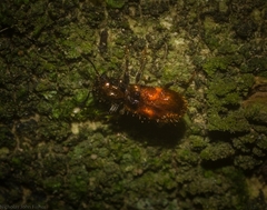 Apteropilo humerofuscus