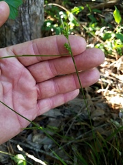 Carex blanda