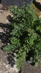 Jacobaea vulgaris