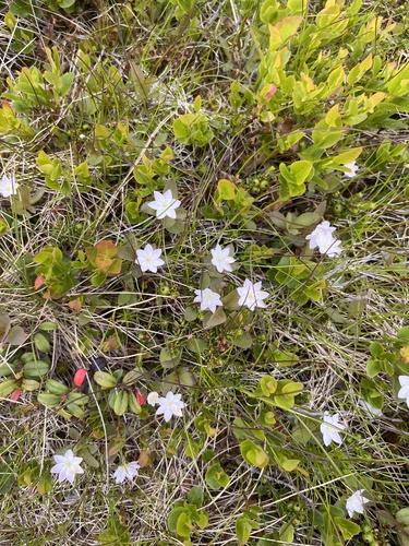 Arctic Starflower