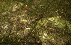 Discobola australis