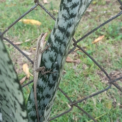 Anolis vittigerus