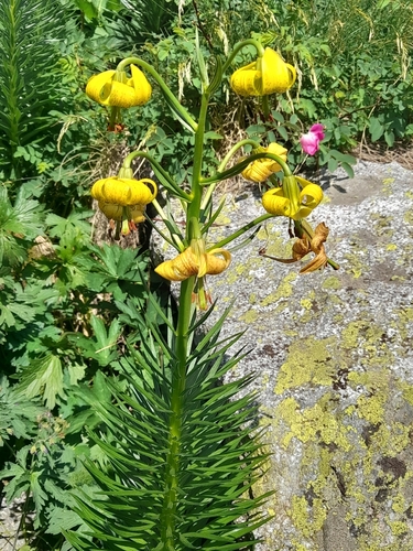 Lilium pyrenaicum, photograph 2