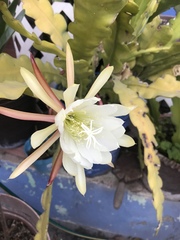 Disocactus crenatus