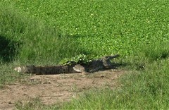 Crocodylus niloticus africanus