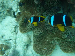 Stichodactyla mertensii