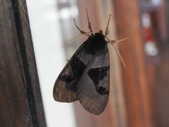 Xanthophaeina levis