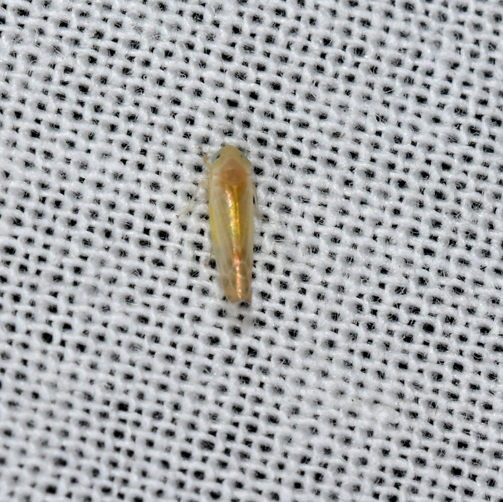 Ossiannilssonola flavomarginata