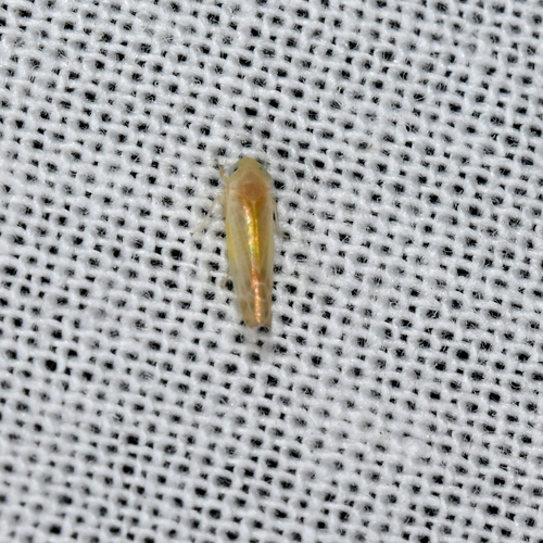 Ossiannilssonola flavomarginata