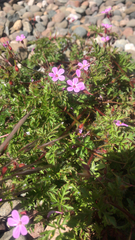 Geranium robertianum