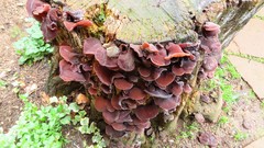 Auricularia auricula-judae