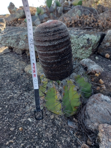 Melocactus bahiensis