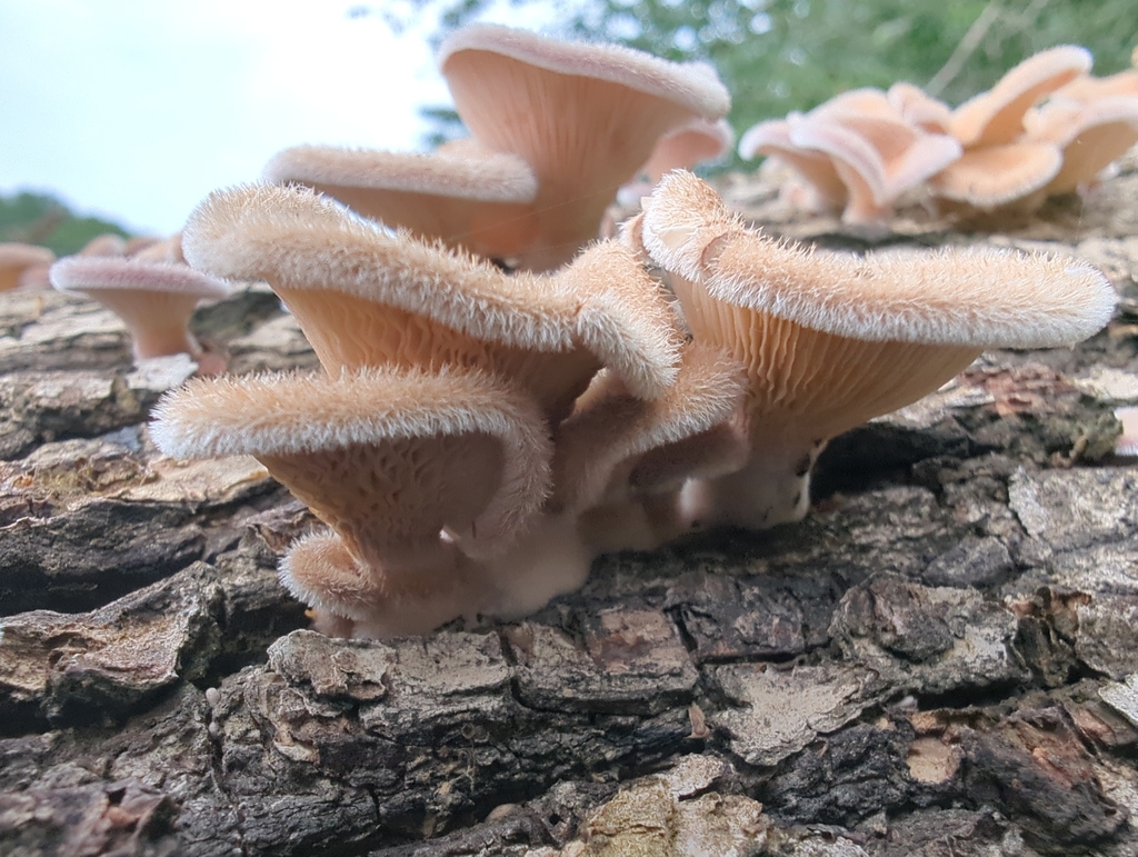 Hairy Oyster Mushroom · July 2026 · photo: Photo: (c) Anna Hess, some rights reserved (CC BY) · iNaturalist