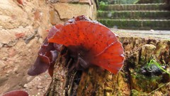 Auricularia auricula-judae