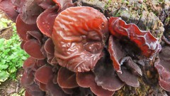 Auricularia auricula-judae