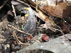 Arachnopeziza aurelia