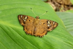 Coladenia indrani