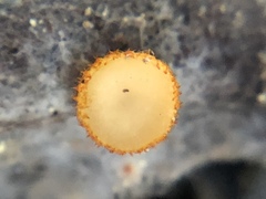 Arachnopeziza aurelia