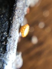 Arachnopeziza aurelia