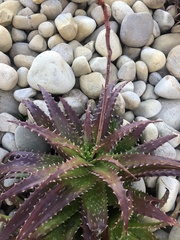Aloe dorotheae
