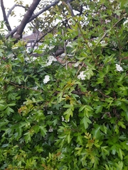 Crataegus monogyna