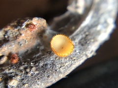 Arachnopeziza aurelia