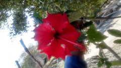 Hibiscus