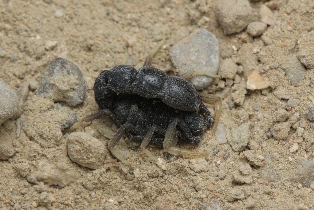 Orthochirus varius