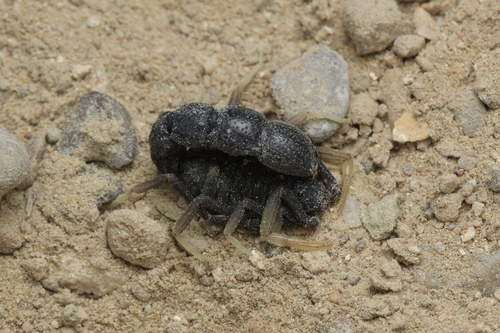 Orthochirus varius