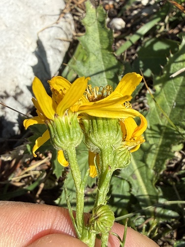 Jacobaea abrotanifolia, photograph 4
