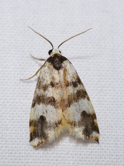 Thallarcha trissomochla