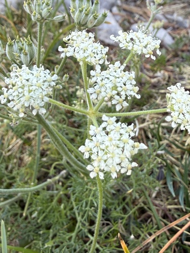 Athamanta cretensis, photograph 2