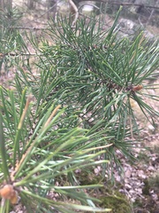 Pinus sylvestris